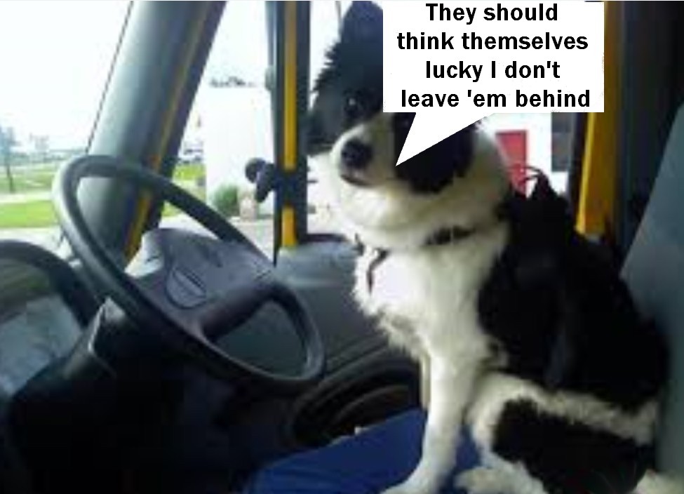 Dog Drive 8.jpg