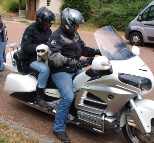 dog on bike.jpg