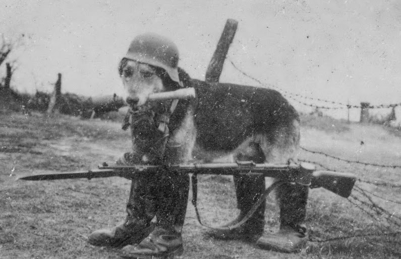 Dog with German soldier equipment, ca. 1939.jpg