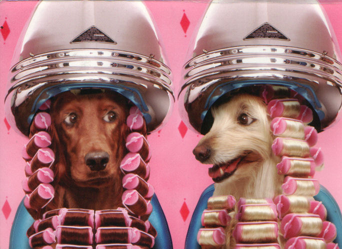 dogs & curlers.jpg