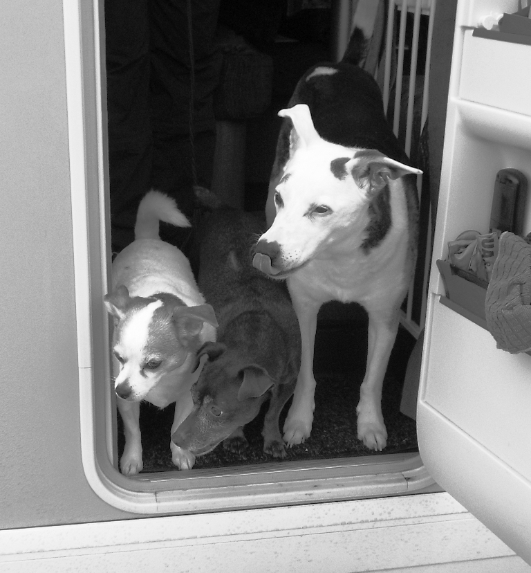 Dogs in carmper door.JPG