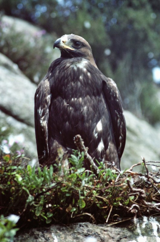 Eagle at Airie, Galloway, Scotland, Aug 76.JPG