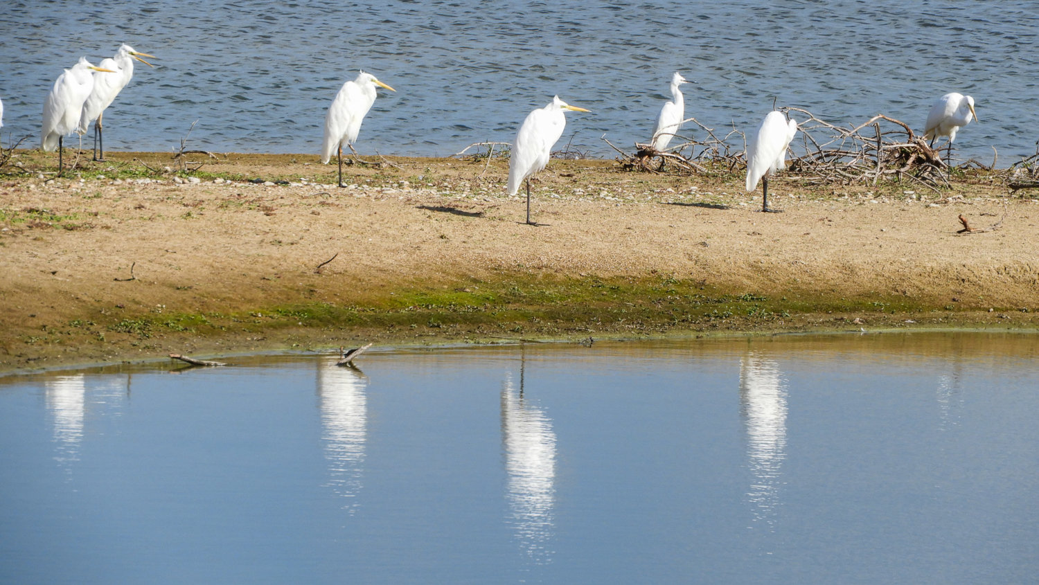 Egrets, Dungeness .jpg