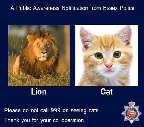 Essex Lion.jpg