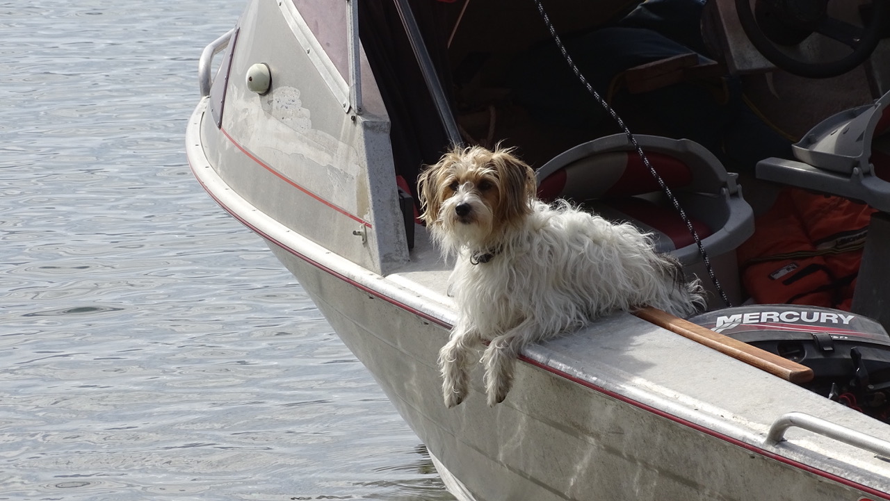 French Pass Dog on Boat March 2022.jpg