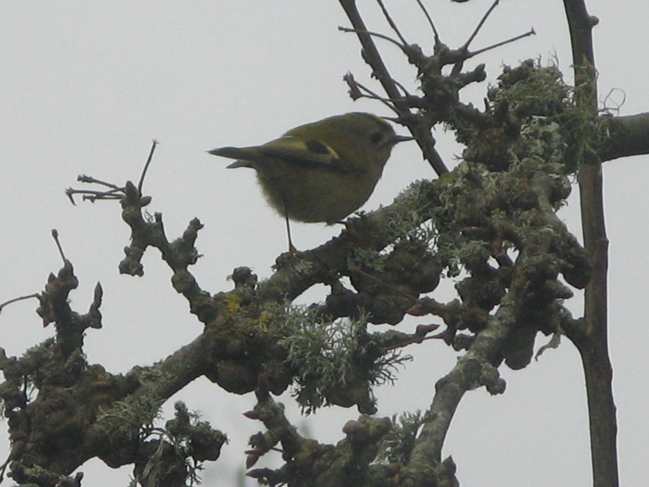 goldcrest.JPG