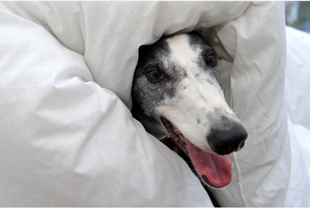 greyhound in duvet.jpg