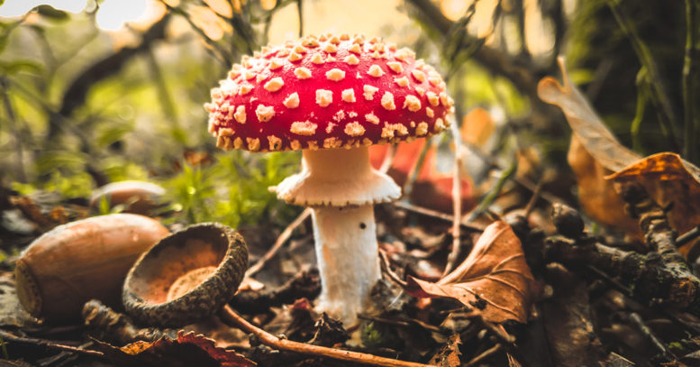 Grims-Dyke-toadstool-777x407.jpg