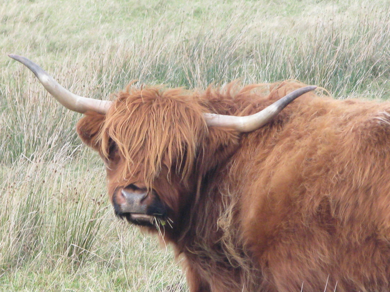 heilan coo.JPG