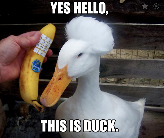 hello_duck_by_greyofpta-d89fet6.jpg