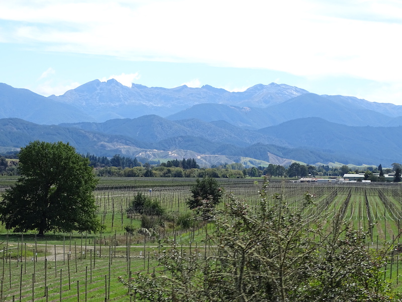 Hop Vines Motueka March 2022.jpg