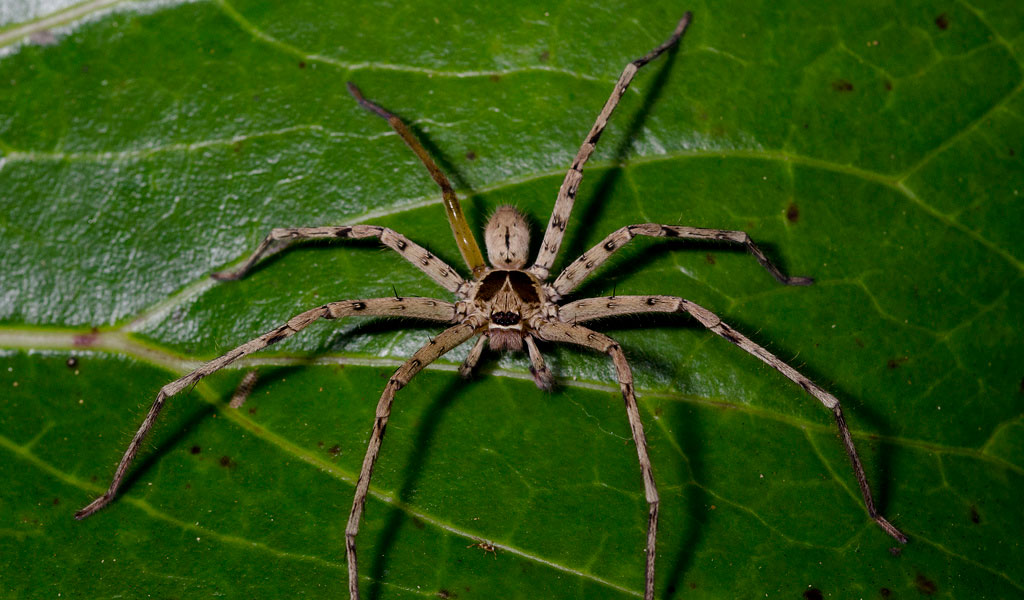 huntsman-spider-2.jpg