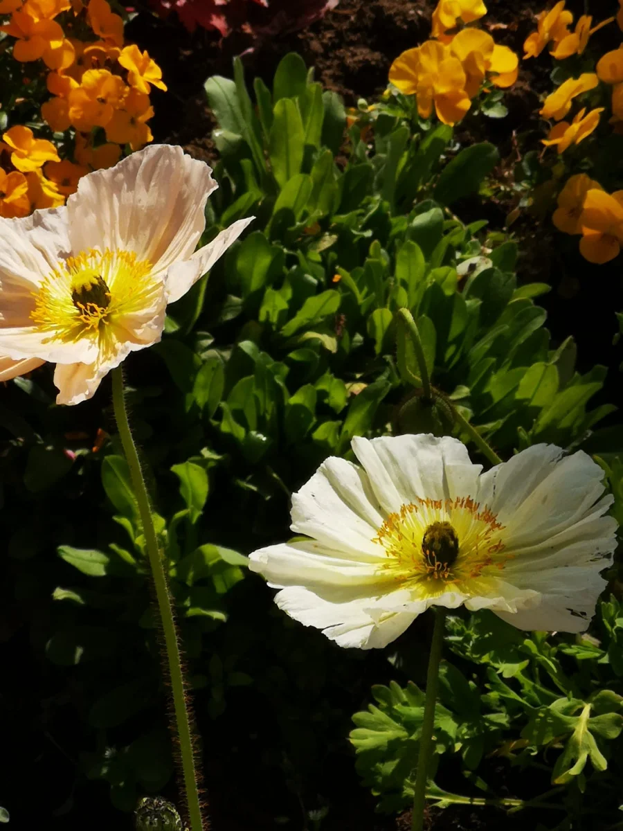 IMG-20250325-WA0000.webp