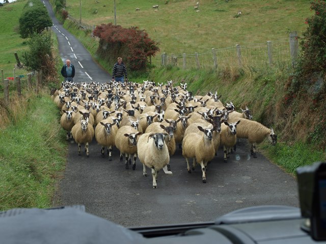 Irish traffic jam.jpg