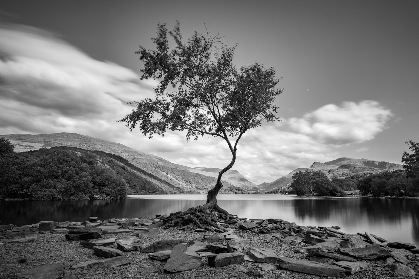 Lone+Tree+-+Snowdonia.jpg