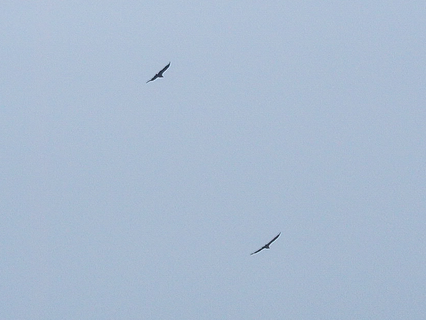 LRM_EXPORT_20180510_152329.jpg