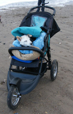 Midge in buggy.jpg