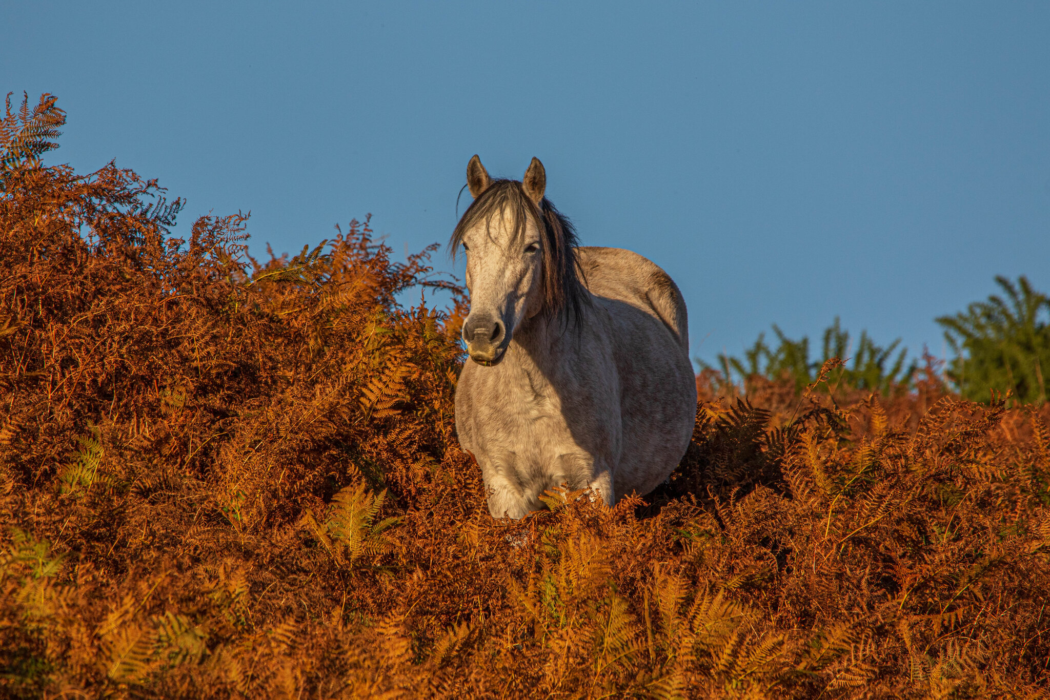 New Forest (1668 of 1819).jpg