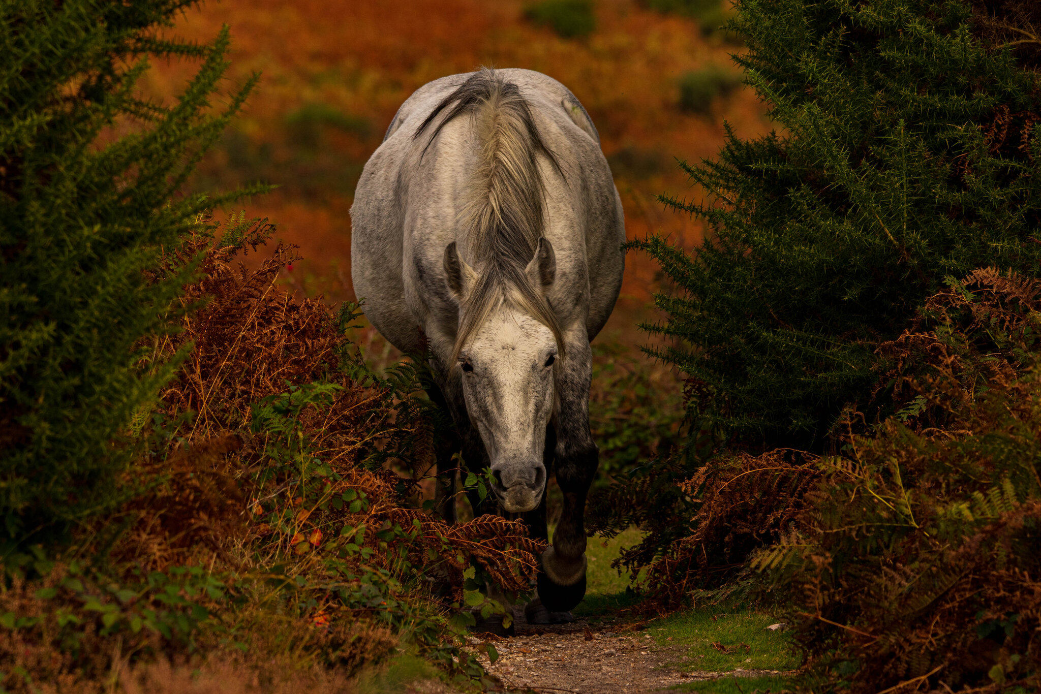 New Forest (205 of 1819).jpg