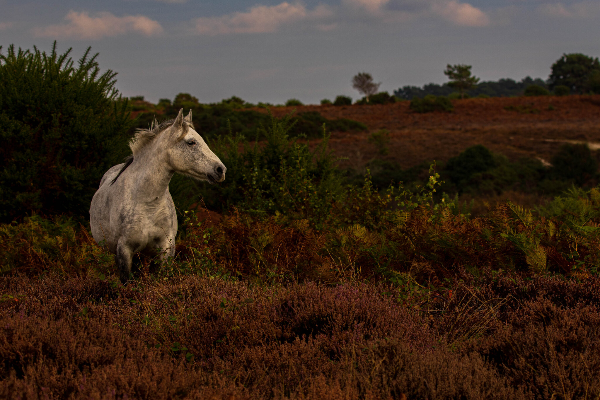 New Forest (210 of 1819).jpg