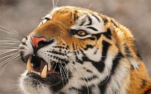 OIP Tiger fierce.jpg
