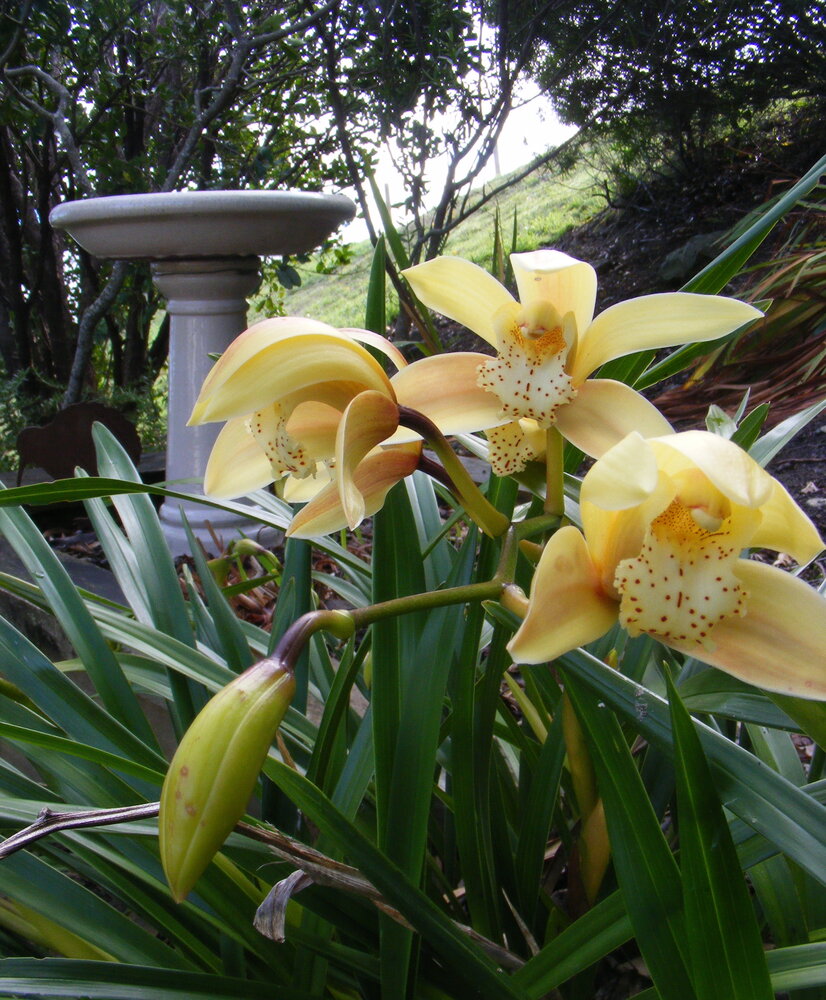 Orchids & Birdbath.jpg