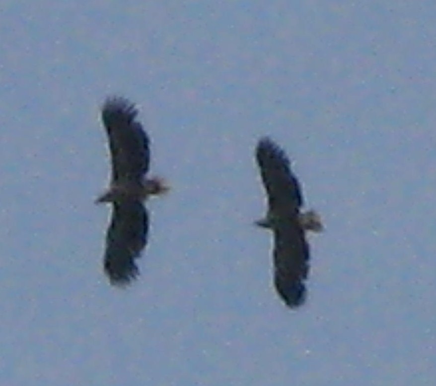 pair w-t eagles.JPG