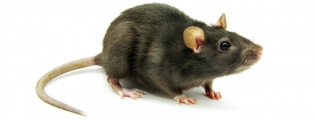 picture-of-a-rat-630x240.jpg