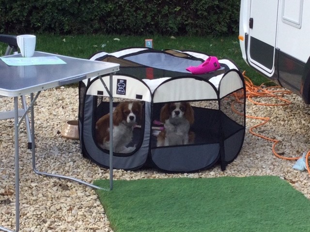 Dog gate MotorhomeFun
