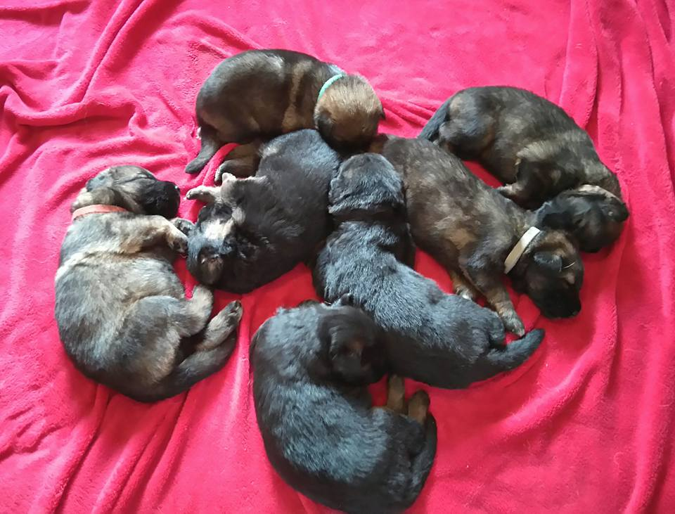 pups at 16 days old.png