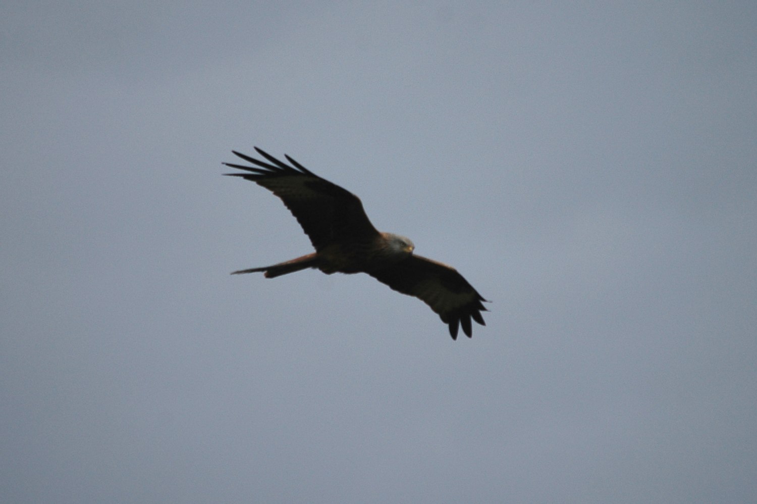 Red Kite 3.jpg