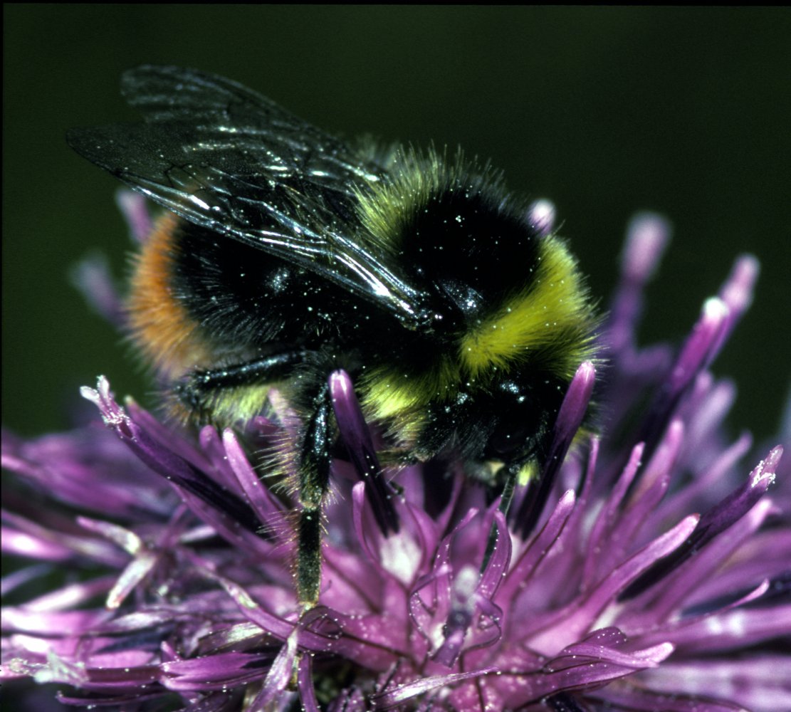 Red-tailed Bumblebee 2.jpg