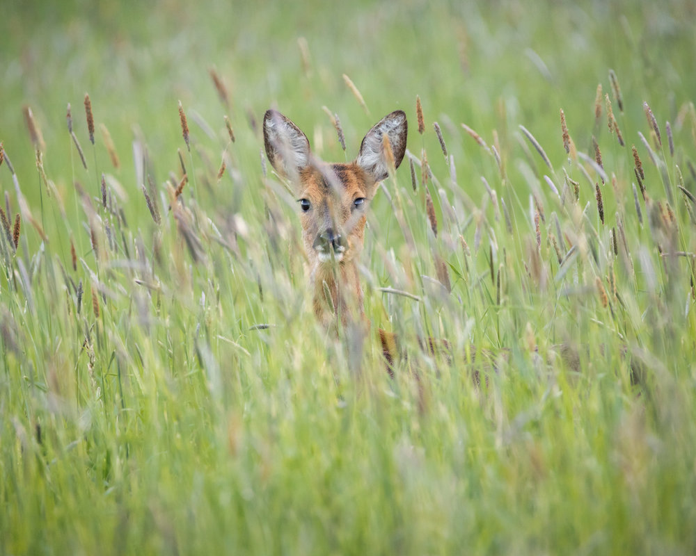 Roe+Deer+in+Long+Grass.jpg