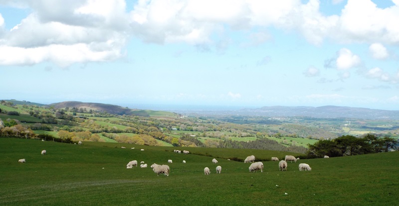 sheep view 3.JPG