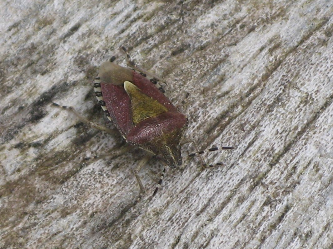 shield bug.JPG