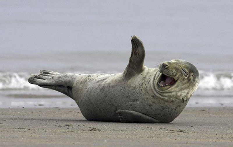 smiling-cute-seal.jpg