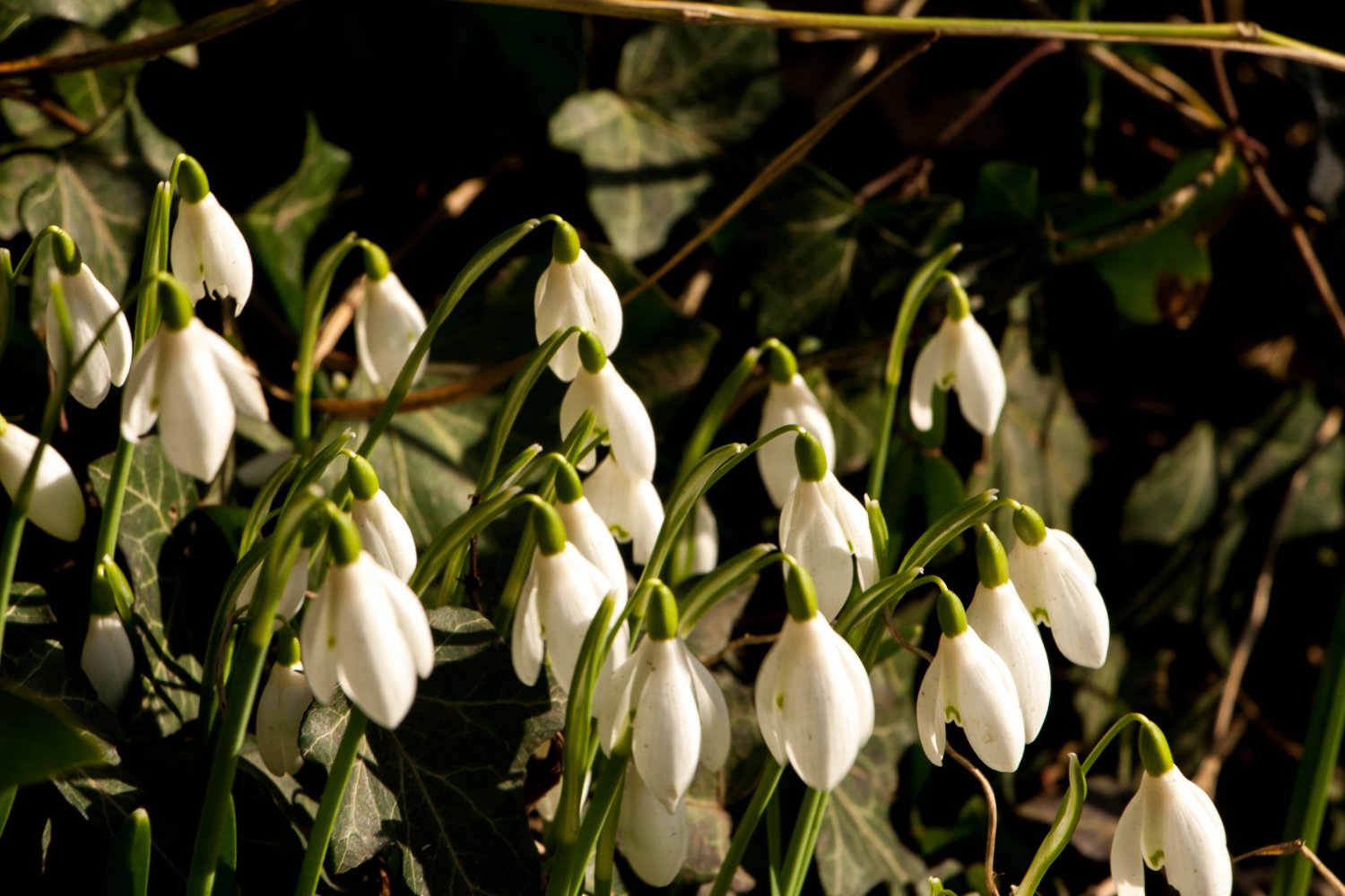 Snowdrop1.jpg