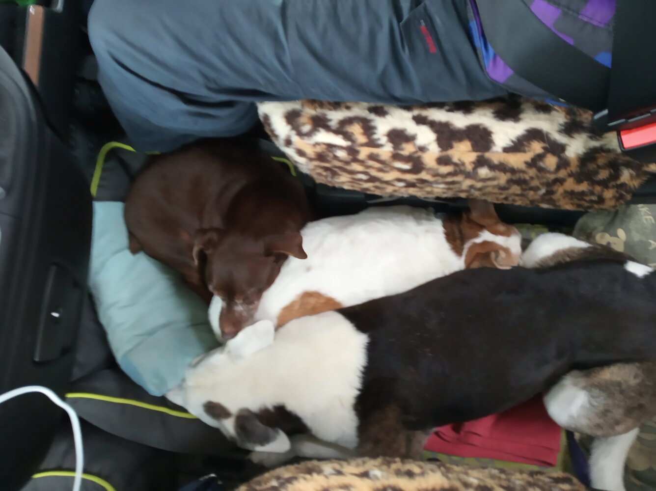 snuggle dogs in camper.jpg
