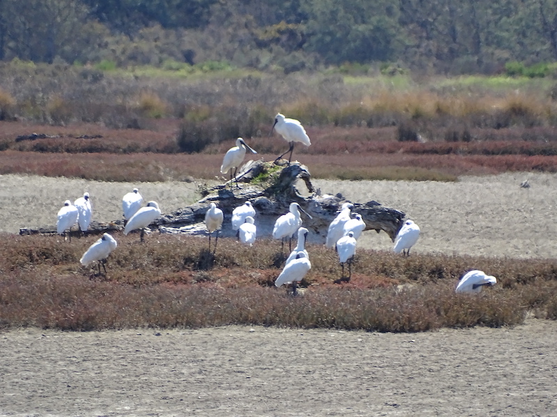 Spoonbills Motueka March 2022.jpg