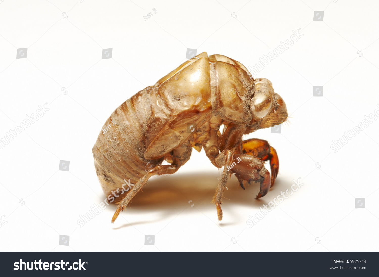 stock-photo-close-up-view-of-an-empty-cicada-shell-on-white-background-5925313.jpg