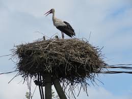 stork.jpg