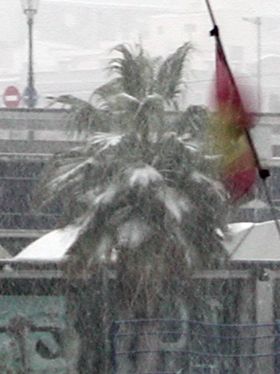 Tarr-snow-palm-1.jpg