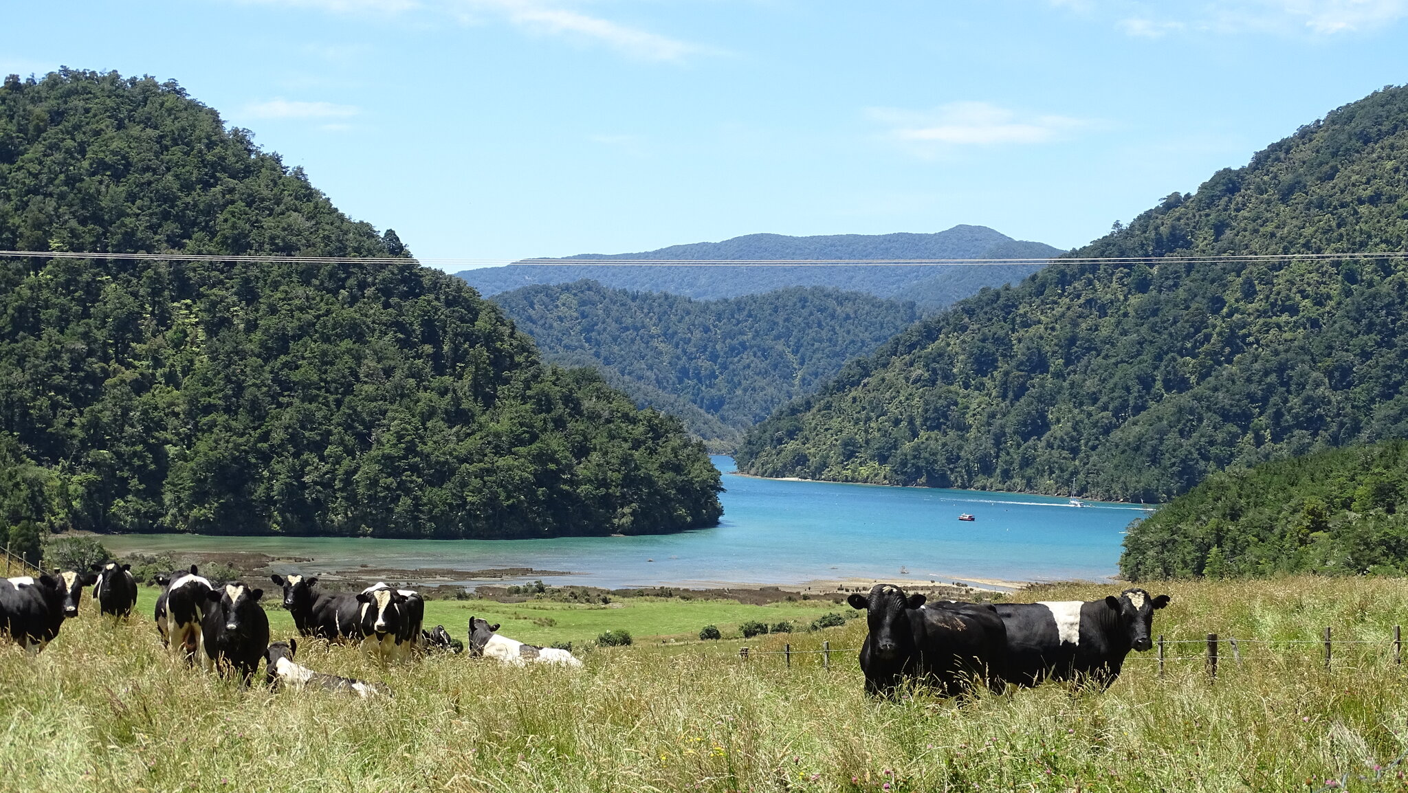 Tennyson Inlet Cows Jan 2022.jpg