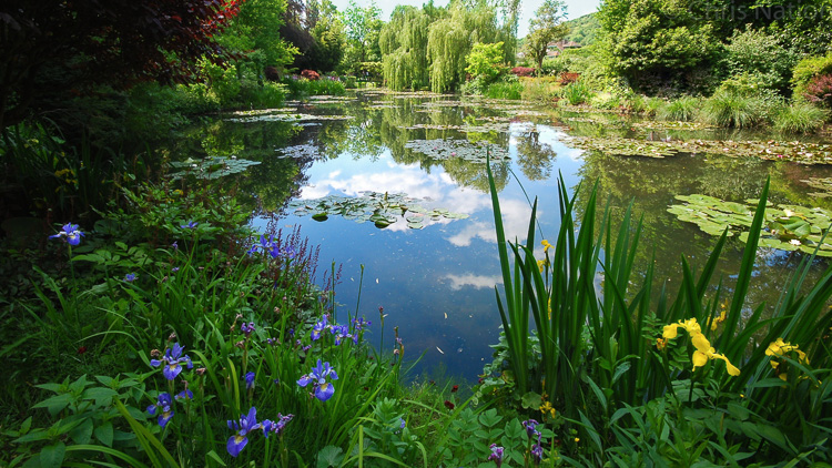 The Lily Pool. Monet's Gdn. Giverny. FR--2.jpg