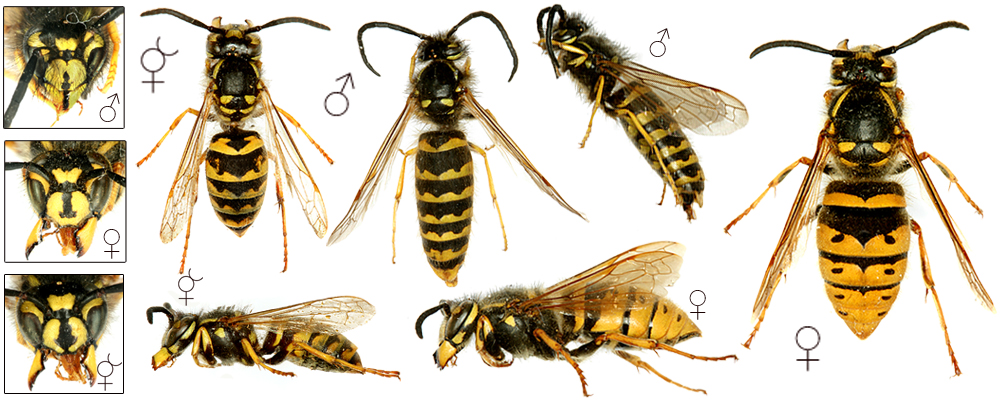 vespula-vulgaris_11jd.jpg