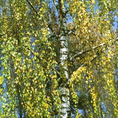 weeping-silver-birch-400x400.jpg