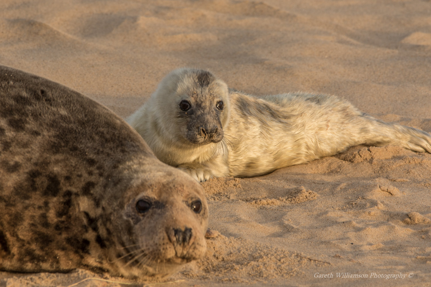 Winterton .  8-12-2018 (162 of 440).JPG