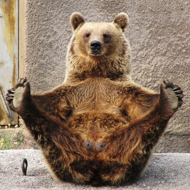 yoga-bear-new_1716235i.jpg