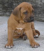 rhodesian ridgeback.JPG