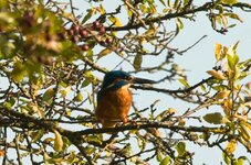 Kingfisher-1.jpg